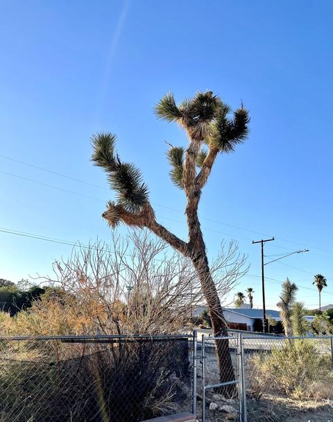 7107 Hillview Rd, Joshua Tree, CA 92252 photo 19