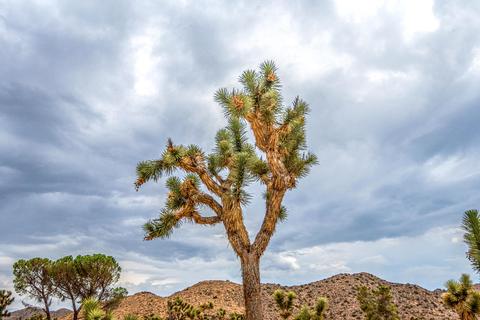 55917 Mountain View Trl, Yucca Valley, CA 92284 photo 42