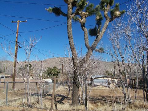 7770 Cherokee Trl, Yucca Valley, CA 92284 photo 5