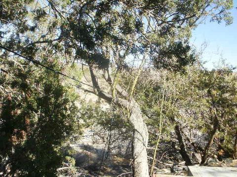 48484 Adeline Way, Morongo Valley, CA 92256 photo 4