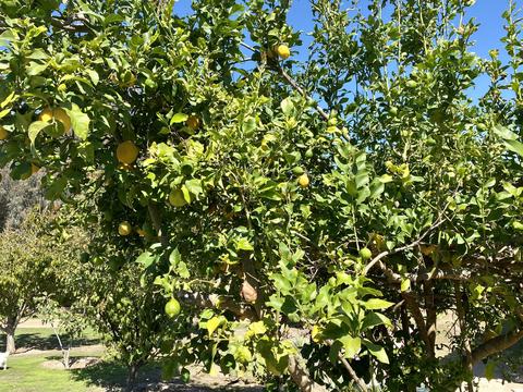 3705 La Canada Rd, Fallbrook, CA 92028 photo 34