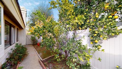 8 Elderberry, Irvine, CA 92603 photo 52