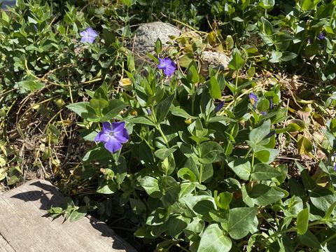 54580 Pine Crest Ave, Idyllwild, CA 92549 photo 47