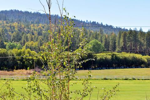 43076 Moonridge Rd, Big Bear Lake, CA 92315 photo 6