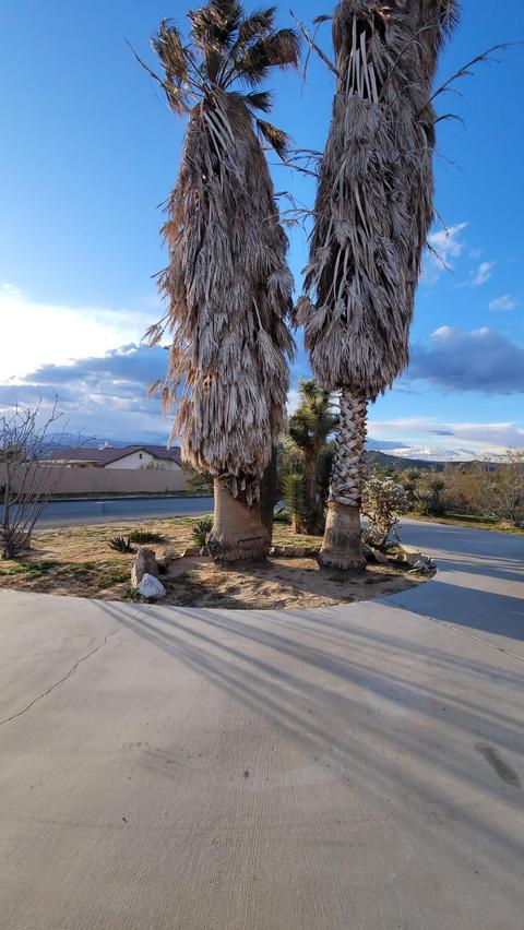8803 Balsa Ave, Yucca Valley, CA 92284 photo 5
