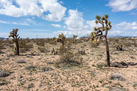 3052 Olympic Rd, Joshua Tree, CA 92252 photo 3