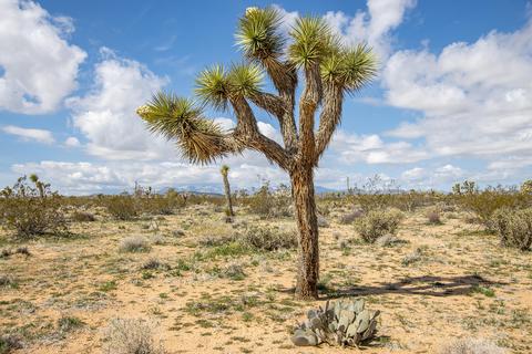 3052 Olympic Rd, Joshua Tree, CA 92252 photo 9