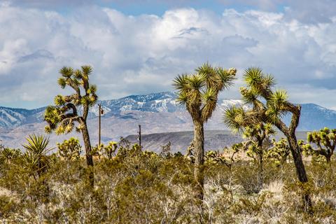 3052 Olympic Rd, Joshua Tree, CA 92252 photo 8