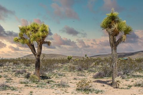 3052 Olympic Rd, Joshua Tree, CA 92252 photo 5