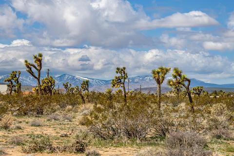 3052 Olympic Rd, Joshua Tree, CA 92252 photo 2