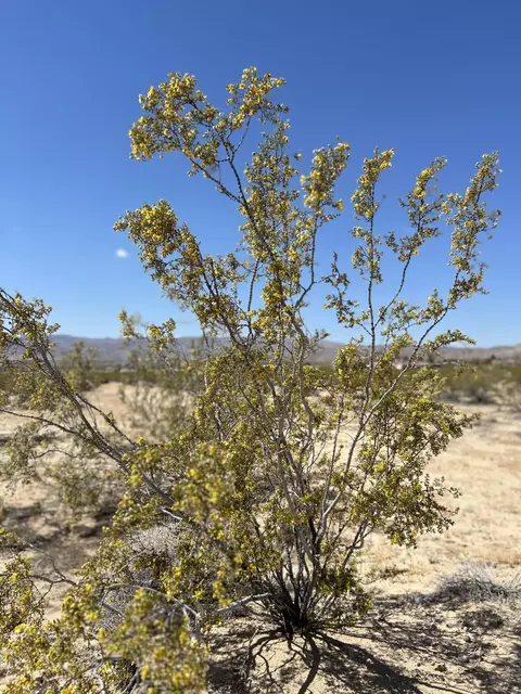 0 Bellflower St, Joshua Tree, CA 92252 photo 5