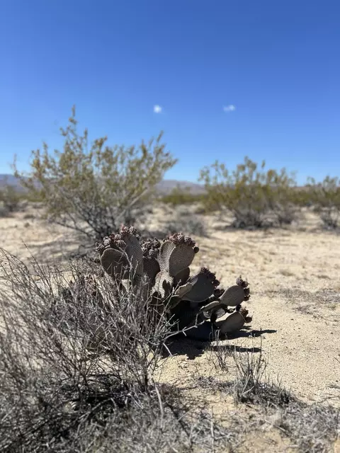 0 Bellflower St, Joshua Tree, CA 92252 photo 4
