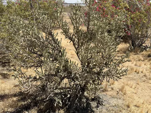 Other - 55686 Mira St, Yucca Valley, CA 92284 photo 22 of 23