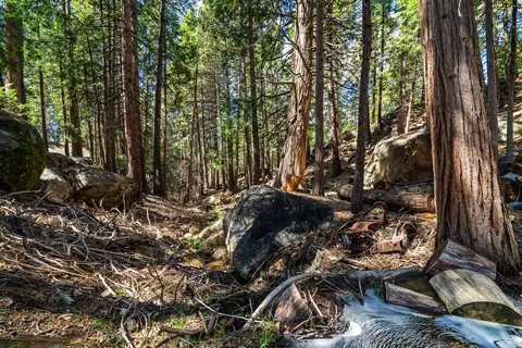 55210 Daryll Rd, Idyllwild, CA 92549 photo 62