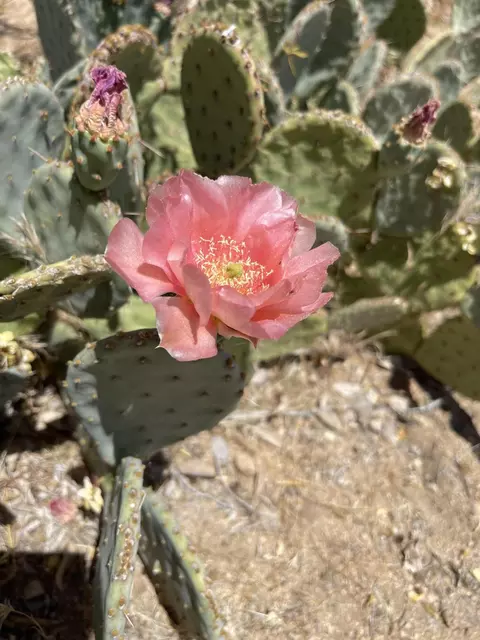 Other - 6715 San Angelo Ave, Joshua Tree, CA 92252 photo 4 of 4