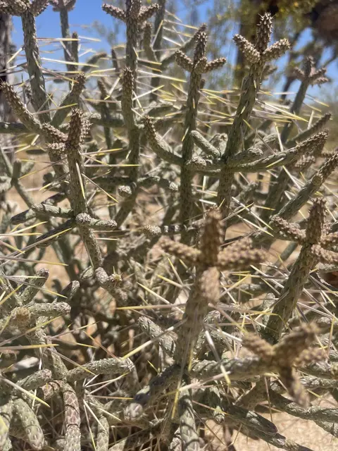 Other - 6715 San Angelo Ave, Joshua Tree, CA 92252 photo 3 of 4