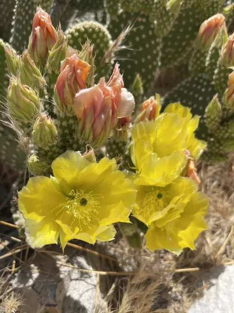 Other - 6715 San Angelo Ave, Joshua Tree, CA 92252 photo 1 of 4