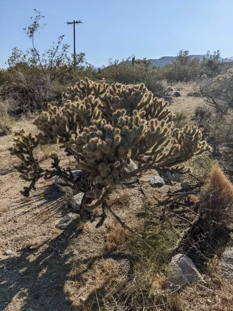 51150 Mecca Rd, Morongo Valley, CA 92256 photo 3