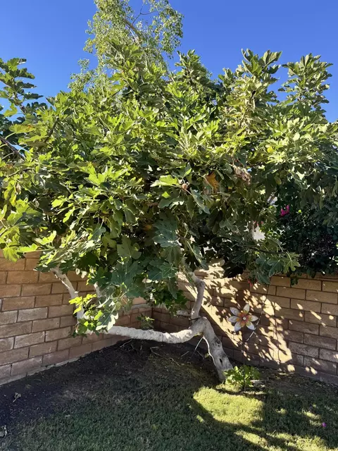 Exterior - 82774 Matthau Dr, Indio, CA 92201 photo 2 of 9