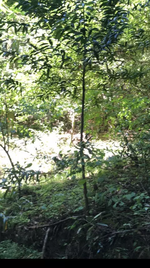 0 Visitar St, Scotts Valley, CA 95066