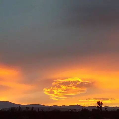 60876 Campanula St, Joshua Tree, CA 92252 photo 6