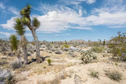 6655 Saddleback Rd, Joshua Tree, CA 92252 photo 3