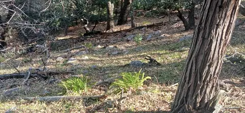 0 Alder Creek Rd, Crestline, CA 92325 photo 6
