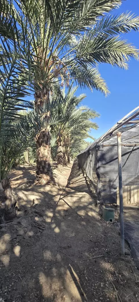 76850 Pierce St, Thermal, CA 92274 photo 54