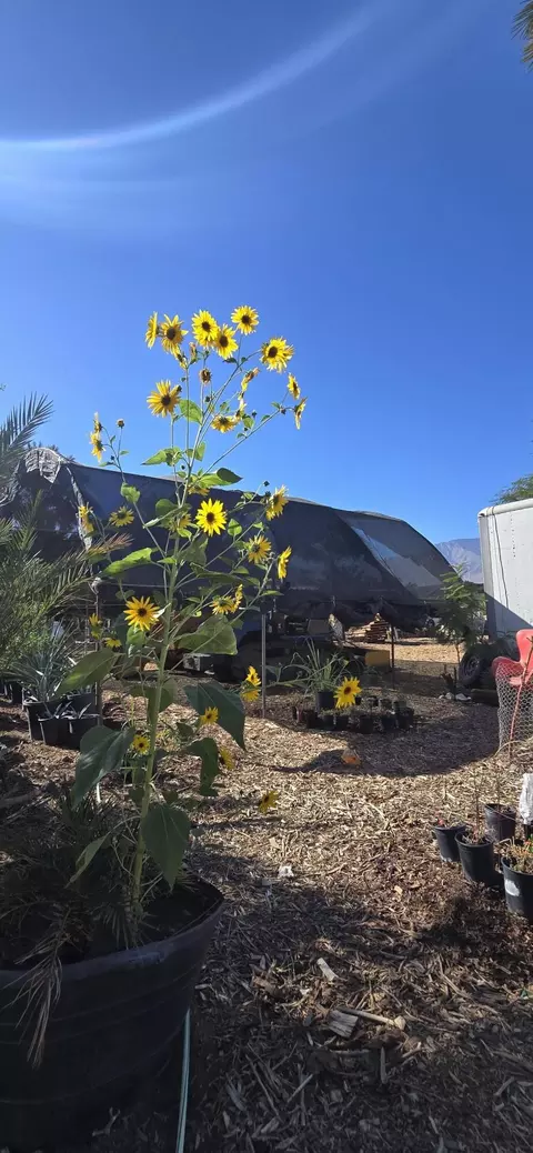 76850 Pierce St, Thermal, CA 92274 photo 44