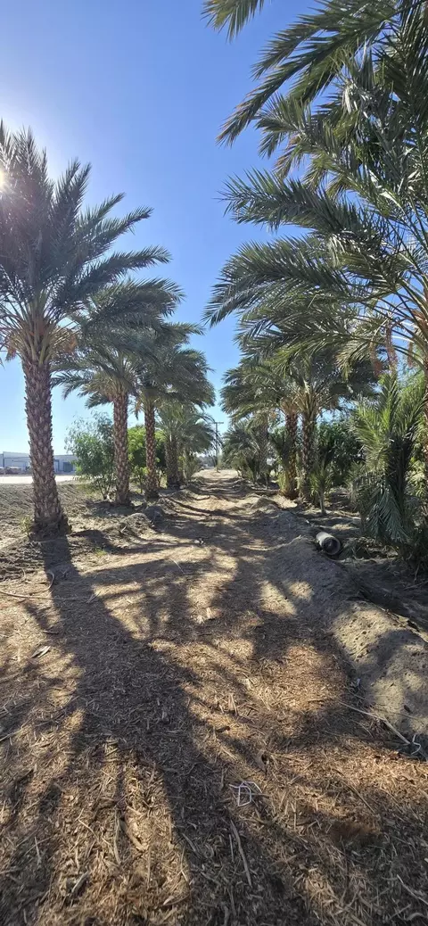 76850 Pierce St, Thermal, CA 92274 photo 64