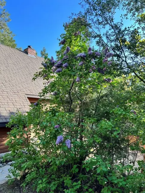 25835 Wayne Rd, Idyllwild, CA 92549 photo 30