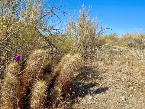 135 Bardell Rd, Morongo Valley, CA 92256 photo 8