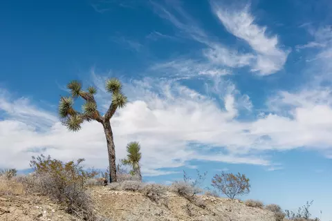 Other - 5098 Balsa Ave, Yucca Valley, CA 92284 photo 10 of 12