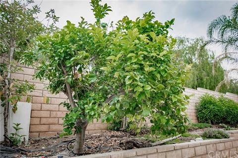 6677 Wrangler Rd, Chino Hills, CA 91709 photo 35