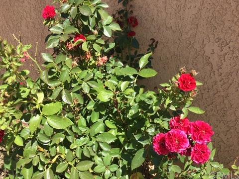 925 W Hawthorne St, Ontario, CA 91762 photo 16