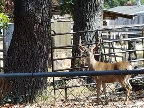 5500 Cascabel Rd, Atascadero, CA 93422 photo 5