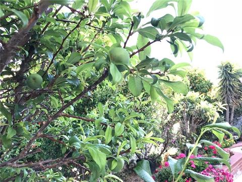 12 Lexington, Irvine, CA 92620 photo 51