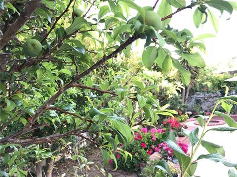 12 Lexington, Irvine, CA 92620 photo 50