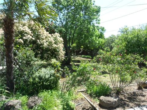 405 Hoag St, Corning, CA 96021 photo 19