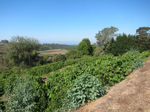 6915 Shepard Mesa Rd, Carpinteria, CA 93013 photo 7