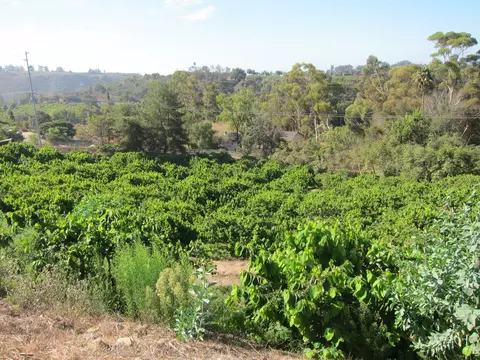 6915 Shepard Mesa Rd, Carpinteria, CA 93013 photo 9