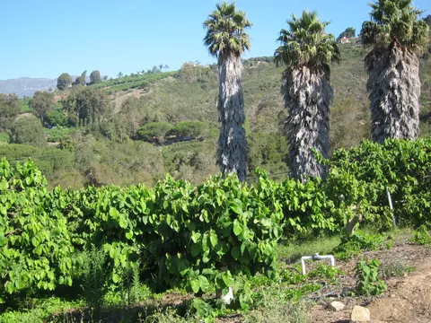 6915 Shepard Mesa Rd, Carpinteria, CA 93013 photo 6
