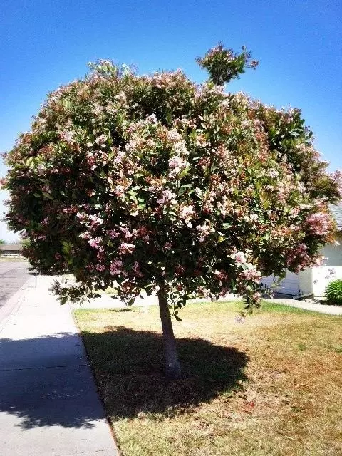 304 E Bell Ave, Lompoc, CA 93436 photo 4