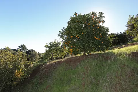 5210 Foothill Rd, Carpinteria, CA 93013 photo 15