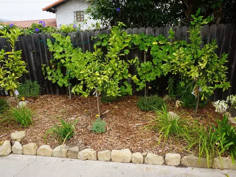 854 Maple Ave, Carpinteria, CA 93013 photo 15