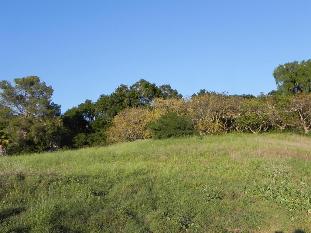 6925 Shepard Mesa Rd, Carpinteria, CA 93013 photo 7