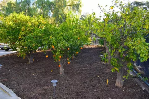 12774 Treeranch Rd, Ojai, CA 93023 photo 39