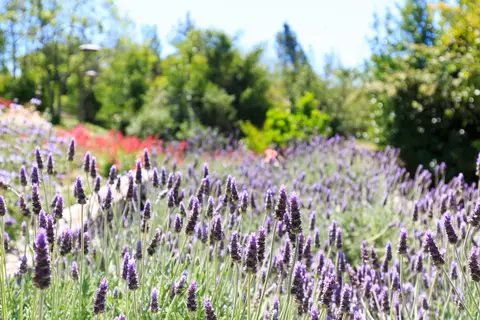 701 Roskilde Rd, Solvang, CA 93463 photo 18