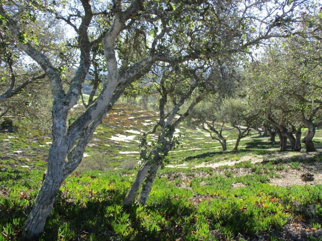 3355 Wild Oak Rd, Lompoc, CA 93436 photo 11