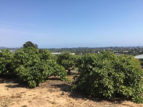 4630 Foothill Rd, Carpinteria, CA 93013 photo 4